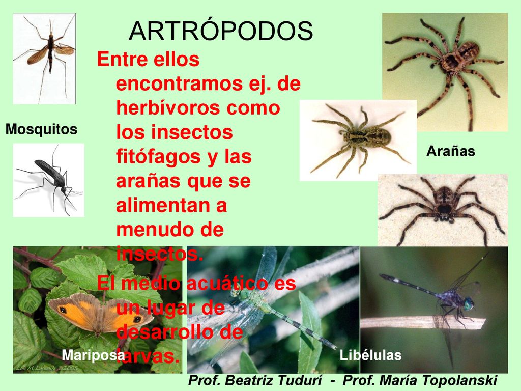 ARTRÓPODOS Entre ellos encontramos ej. de herbívoros como los insectos fitófagos y las arañas que se alimentan a menudo de insectos.