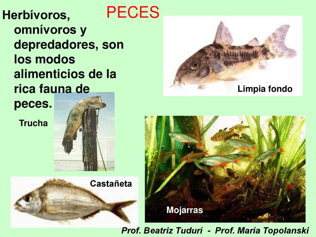 PECES Herbívoros, omnívoros y depredadores, son los modos alimenticios de la rica fauna de peces.