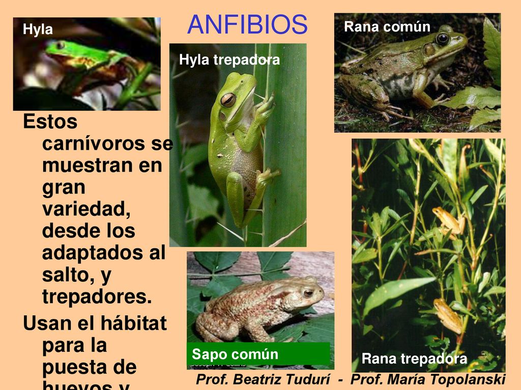 Rana común ANFIBIOS. Hyla. Hyla trepadora. Estos carnívoros se muestran en gran variedad, desde los adaptados al salto, y trepadores.