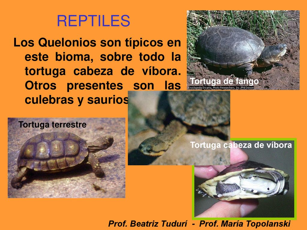 REPTILES Los Quelonios son típicos en este bioma, sobre todo la tortuga cabeza de víbora. Otros presentes son las culebras y saurios.
