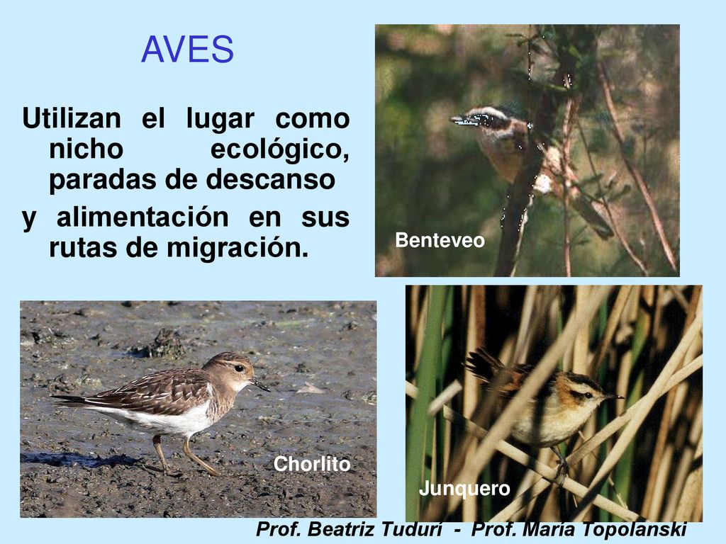 AVES Utilizan el lugar como nicho ecológico, paradas de descanso