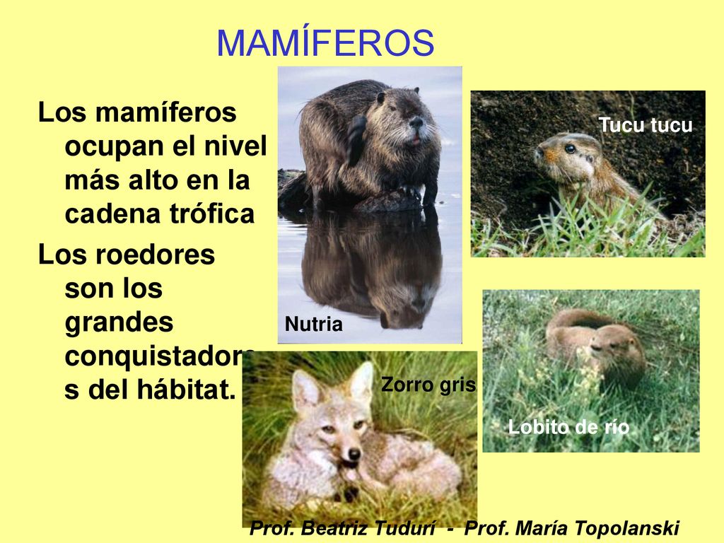 MAMÍFEROS Los mamíferos ocupan el nivel más alto en la cadena trófica