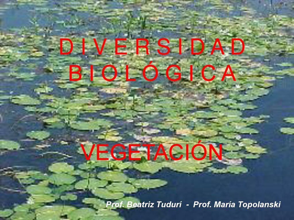 D I V E R S I D A D B I O L Ó G I C A VEGETACIÓN