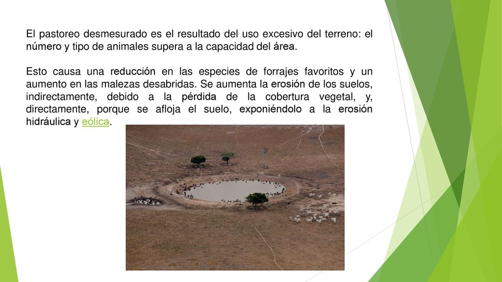 El pastoreo desmesurado es el resultado del uso excesivo del terreno: el número y tipo de animales supera a la capacidad del área.
