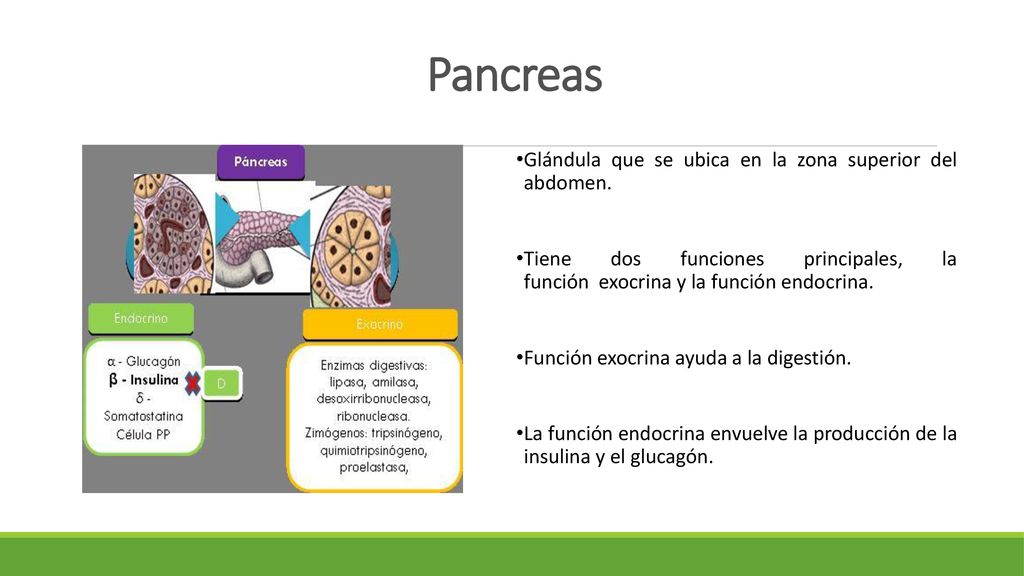 Pancreas Glándula que se ubica en la zona superior del abdomen.