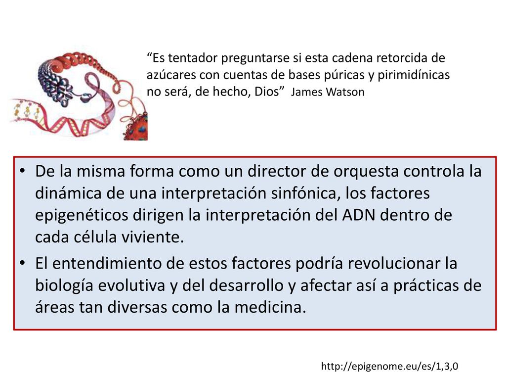 Es tentador preguntarse si esta cadena retorcida de azúcares con cuentas de bases púricas y pirimidínicas no será, de hecho, Dios James Watson