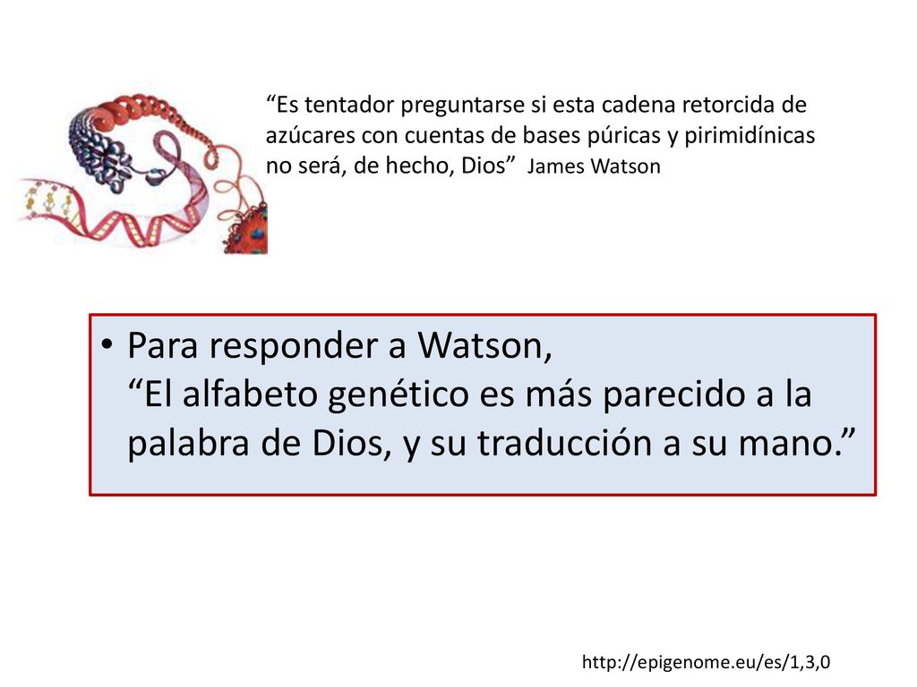 Es tentador preguntarse si esta cadena retorcida de azúcares con cuentas de bases púricas y pirimidínicas no será, de hecho, Dios James Watson