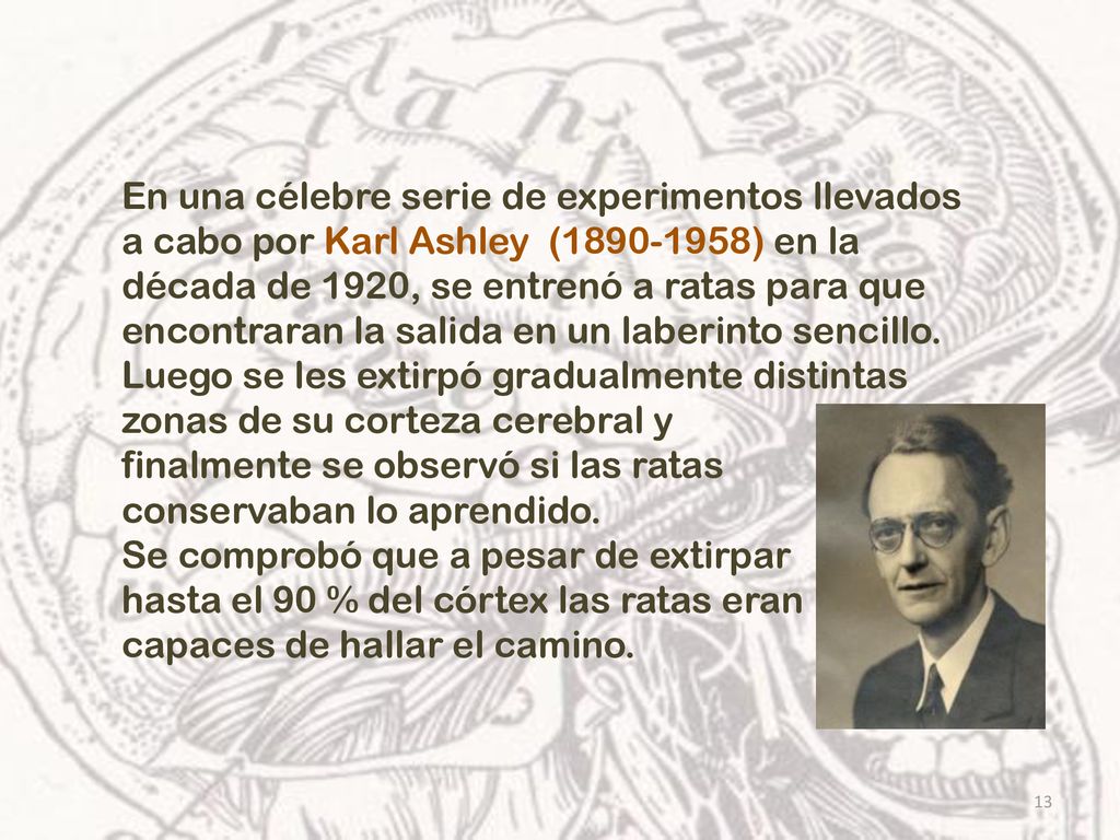 En una célebre serie de experimentos llevados a cabo por Karl Ashley ( ) en la década de 1920, se entrenó a ratas para que encontraran la salida en un laberinto sencillo. Luego se les extirpó gradualmente distintas zonas de su corteza cerebral y
