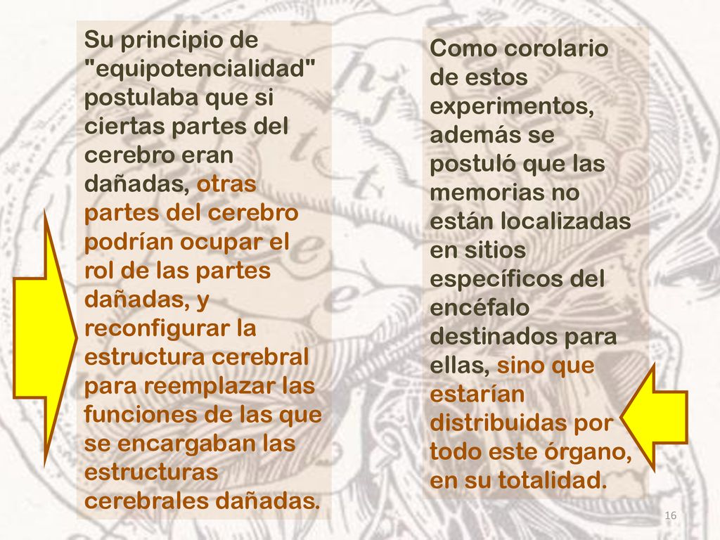 Su principio de equipotencialidad postulaba que si ciertas partes del cerebro eran dañadas, otras partes del cerebro podrían ocupar el rol de las partes dañadas, y reconfigurar la estructura cerebral para reemplazar las funciones de las que se encargaban las estructuras cerebrales dañadas.