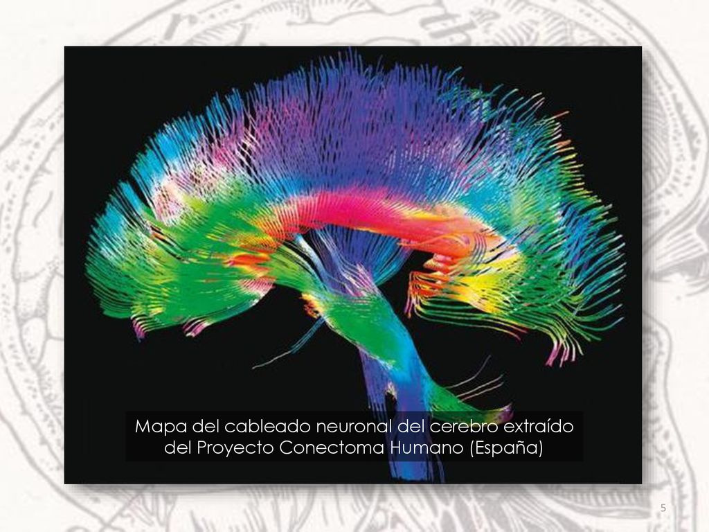 Mapa del cableado neuronal del cerebro extraído del Proyecto Conectoma Humano (España)