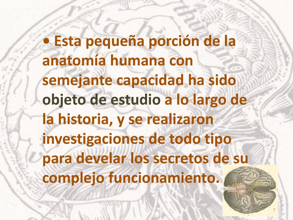 • Esta pequeña porción de la anatomía humana con semejante capacidad ha sido objeto de estudio a lo largo de la historia, y se realizaron investigaciones de todo tipo para develar los secretos de su complejo funcionamiento.