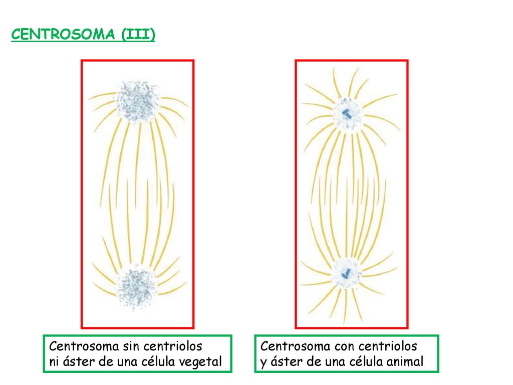 CENTROSOMA (III) Centrosoma sin centriolos ni áster de una célula vegetal.