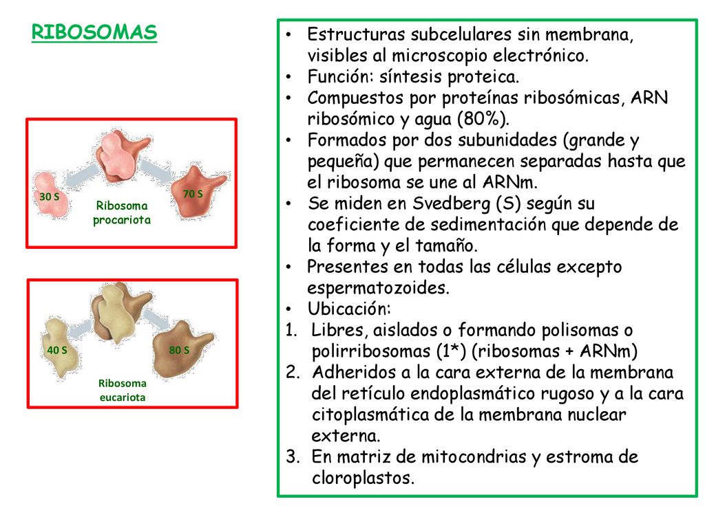 RIBOSOMAS Estructuras subcelulares sin membrana, visibles al microscopio electrónico. Función: síntesis proteica.