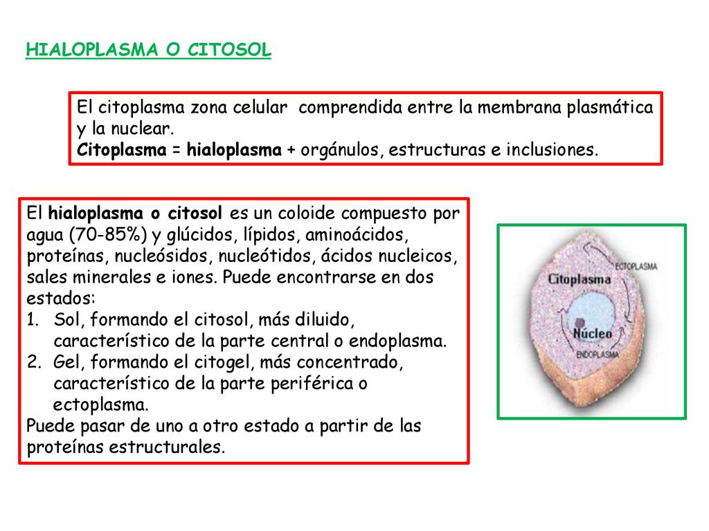 HIALOPLASMA O CITOSOL El citoplasma zona celular comprendida entre la membrana plasmática y la nuclear.