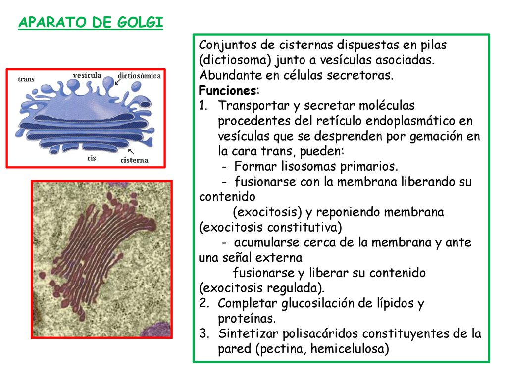APARATO DE GOLGI Conjuntos de cisternas dispuestas en pilas (dictiosoma) junto a vesículas asociadas.