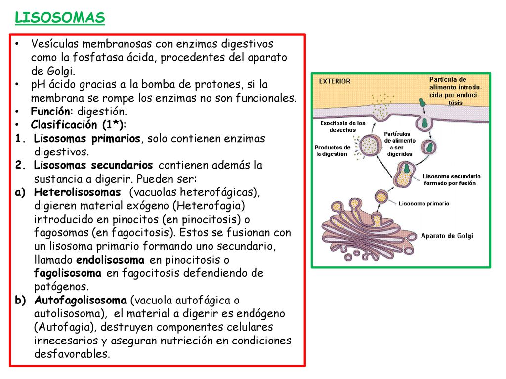 LISOSOMAS Vesículas membranosas con enzimas digestivos como la fosfatasa ácida, procedentes del aparato de Golgi.