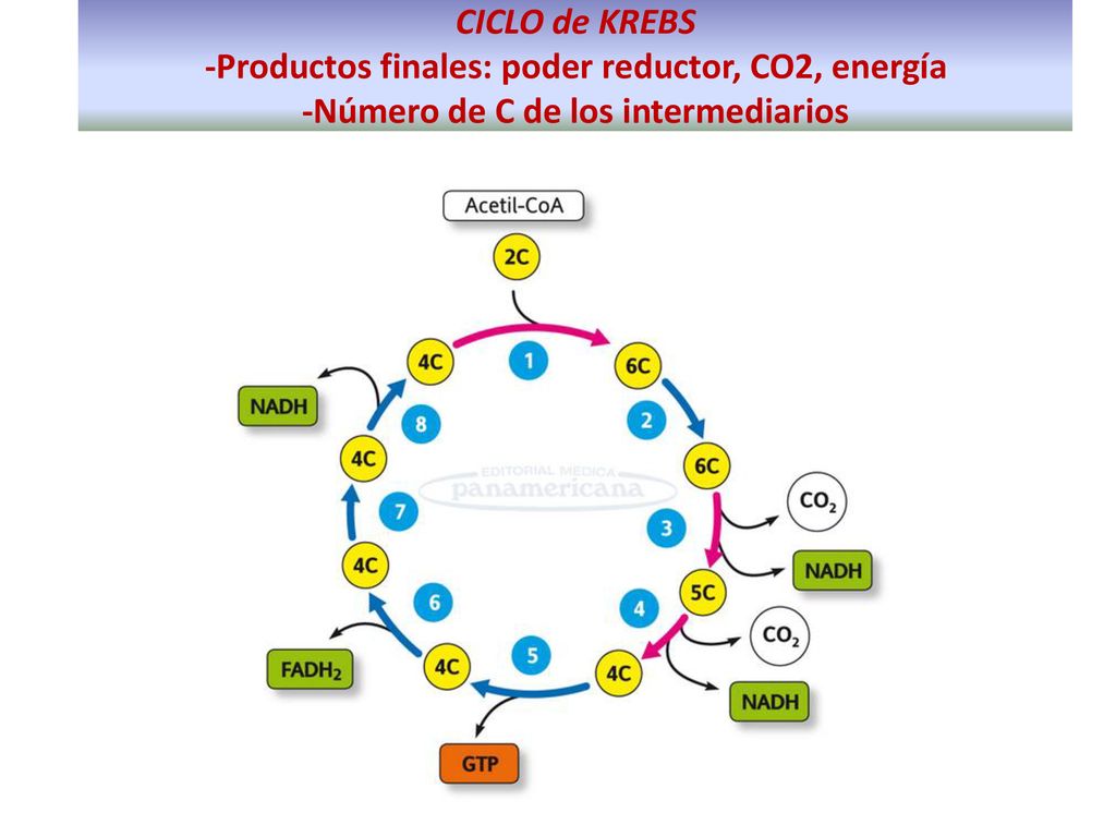 CICLO de KREBS -Productos finales: poder reductor, CO2, energía -Número de C de los intermediarios