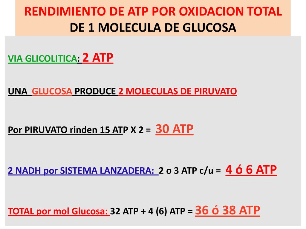 RENDIMIENTO DE ATP POR OXIDACION TOTAL DE 1 MOLECULA DE GLUCOSA
