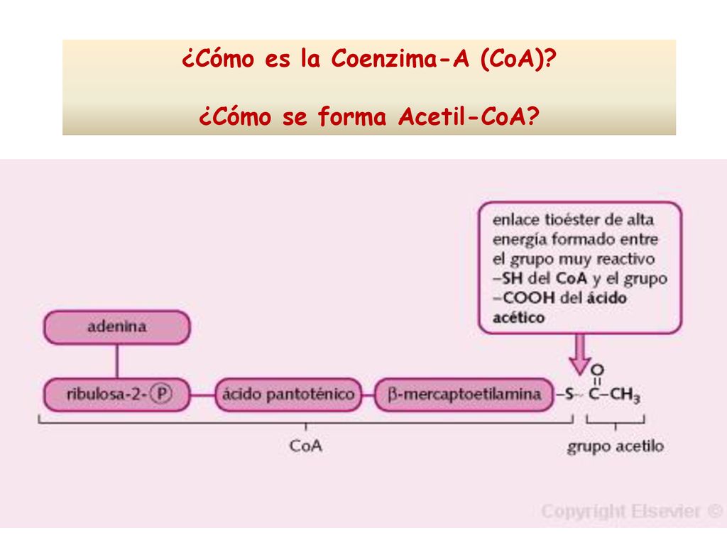 ¿Cómo es la Coenzima-A (CoA) ¿Cómo se forma Acetil-CoA