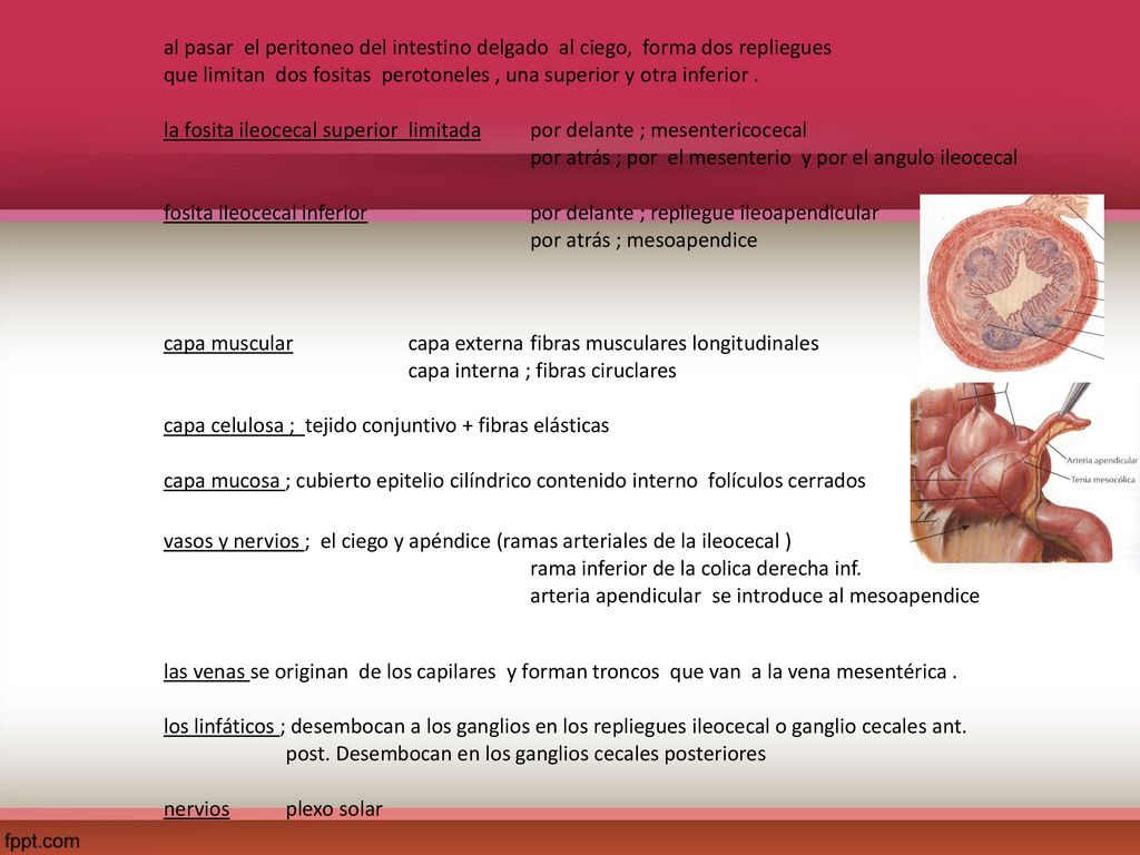 al pasar el peritoneo del intestino delgado al ciego, forma dos repliegues