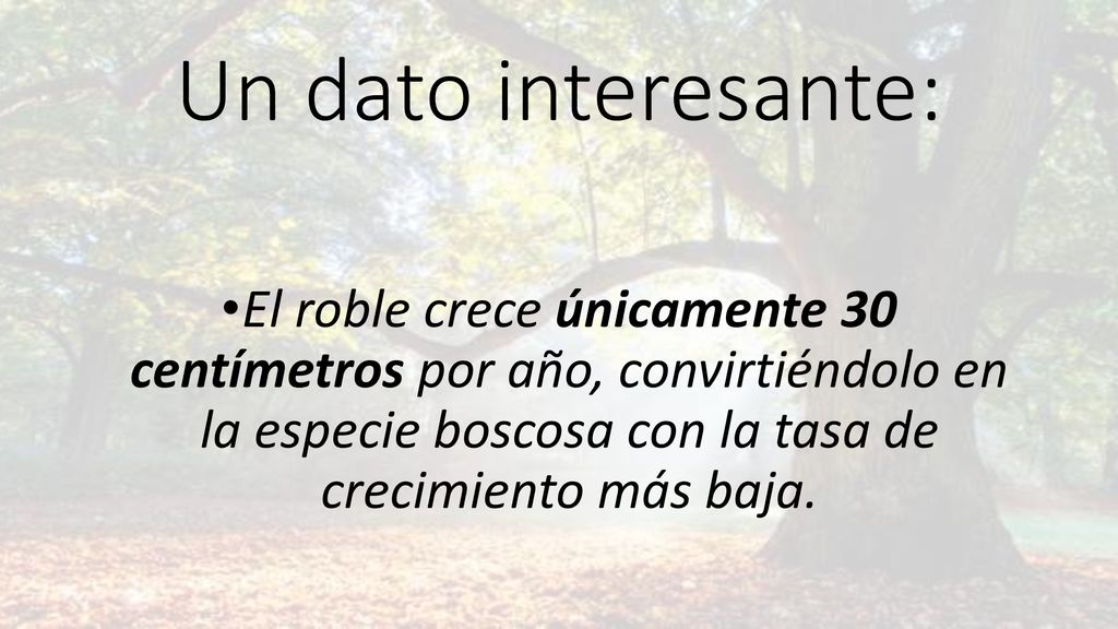 Un dato interesante: El roble crece únicamente 30 centímetros por año, convirtiéndolo en la especie boscosa con la tasa de crecimiento más baja.