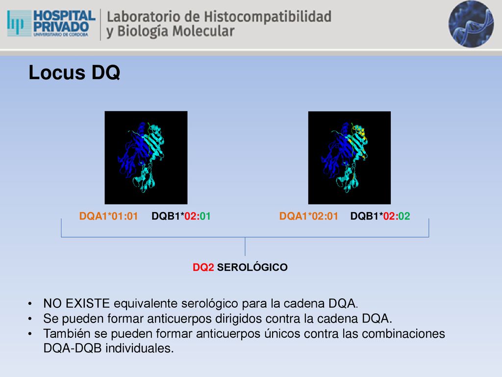 Locus DQ NO EXISTE equivalente serológico para la cadena DQA.