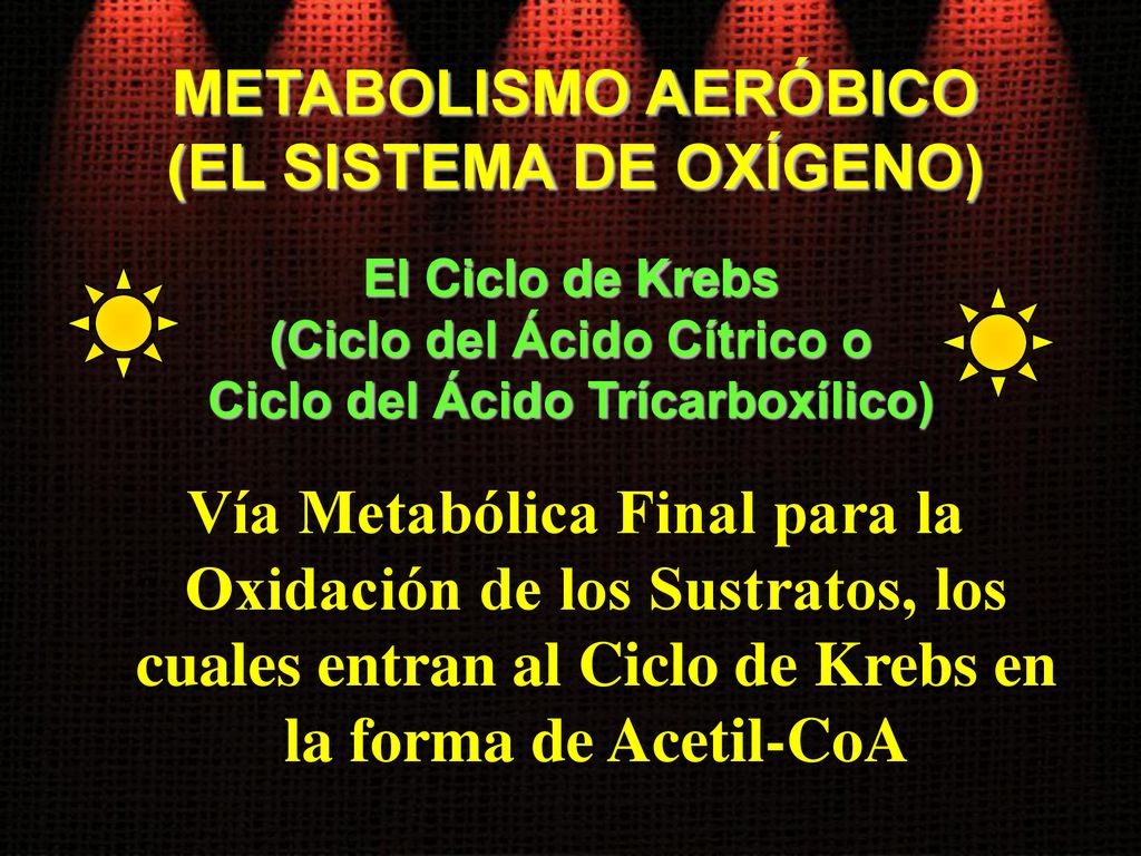 METABOLISMO AERÓBICO (EL SISTEMA DE OXÍGENO) El Ciclo de Krebs. (Ciclo del Ácido Cítrico o. Ciclo del Ácido Trícarboxílico)