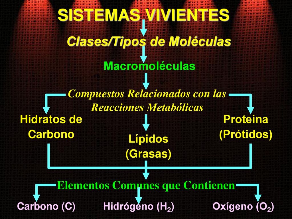 SISTEMAS VIVIENTES Clases/Tipos de Moléculas Macromoléculas
