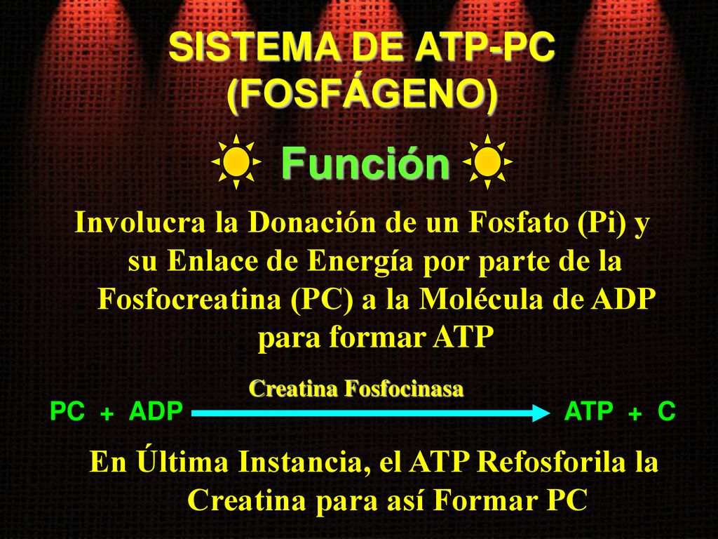 En Última Instancia, el ATP Refosforila la Creatina para así Formar PC