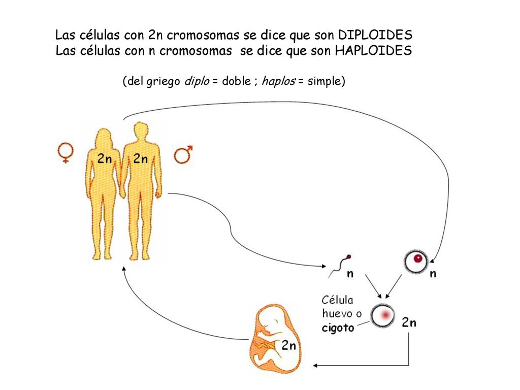 Las células con 2n cromosomas se dice que son DIPLOIDES