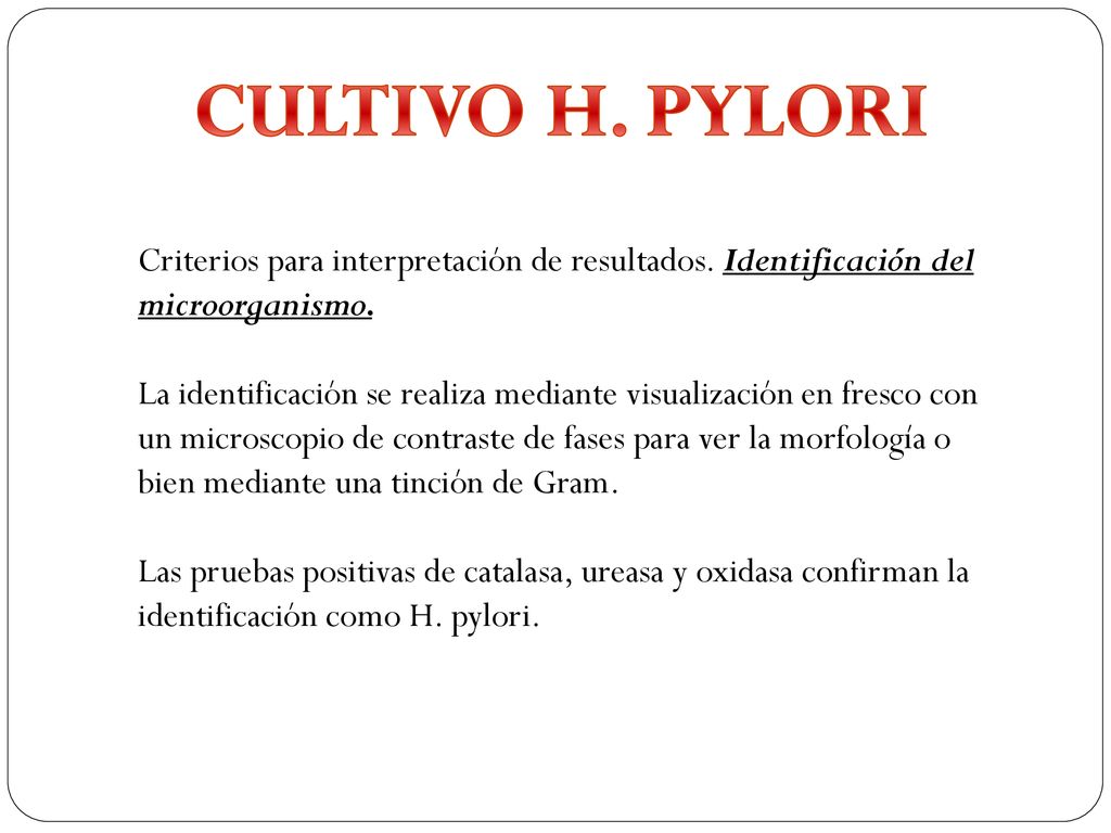 CULTIVO H. PYLORI Criterios para interpretación de resultados. Identificación del microorganismo.