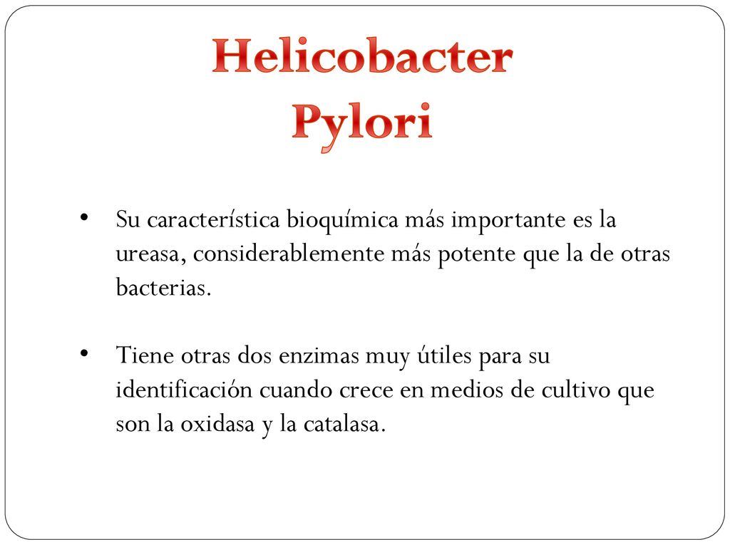 Helicobacter Pylori Su característica bioquímica más importante es la ureasa, considerablemente más potente que la de otras bacterias.
