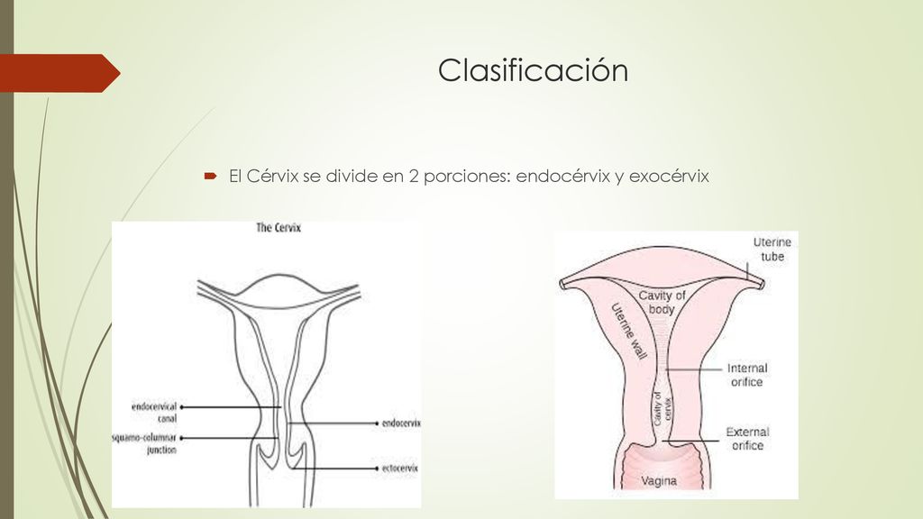 Clasificación El Cérvix se divide en 2 porciones: endocérvix y exocérvix