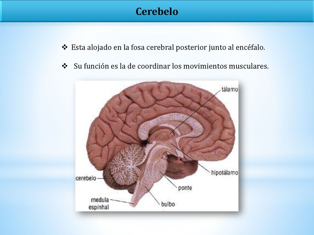 Cerebelo Esta alojado en la fosa cerebral posterior junto al encéfalo.