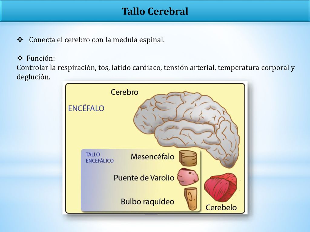 Tallo Cerebral Conecta el cerebro con la medula espinal. Función: