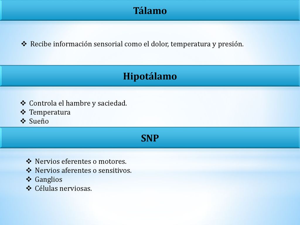 Tálamo Recibe información sensorial como el dolor, temperatura y presión. Hipotálamo. Controla el hambre y saciedad.