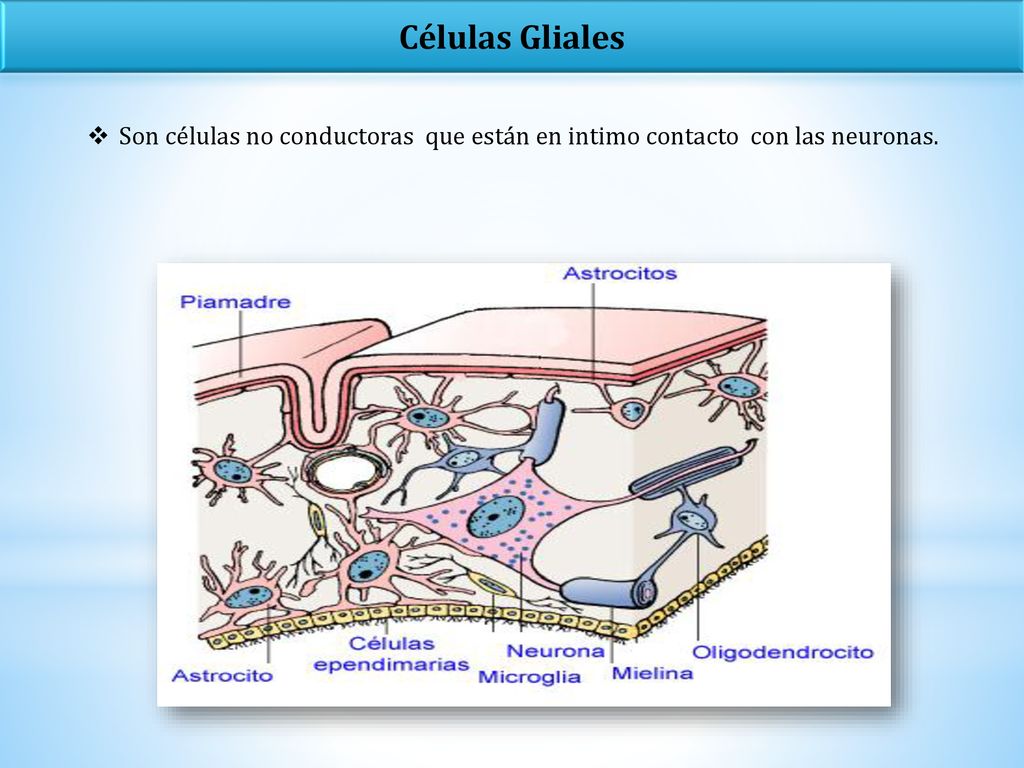 Células Gliales Son células no conductoras que están en intimo contacto con las neuronas.