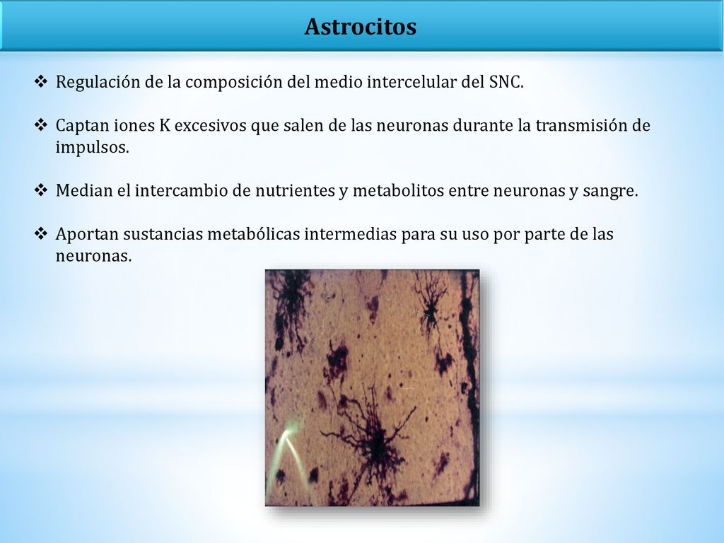Astrocitos Regulación de la composición del medio intercelular del SNC.
