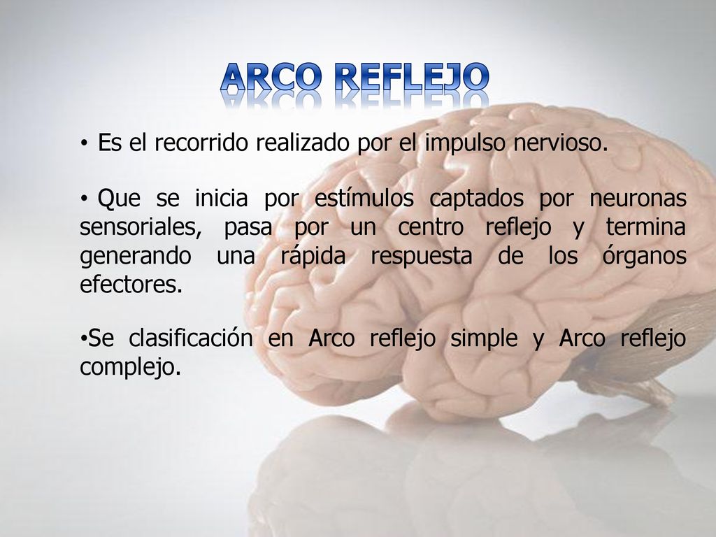 ARCO REFLEJO Es el recorrido realizado por el impulso nervioso.