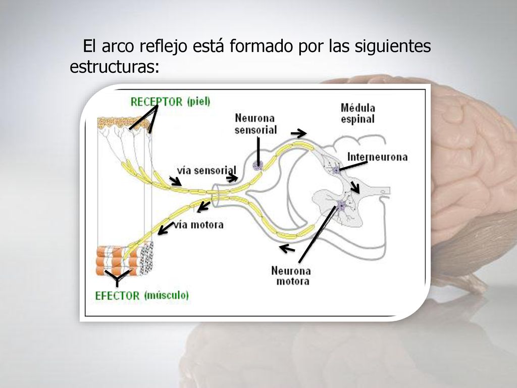 El arco reflejo está formado por las siguientes estructuras: