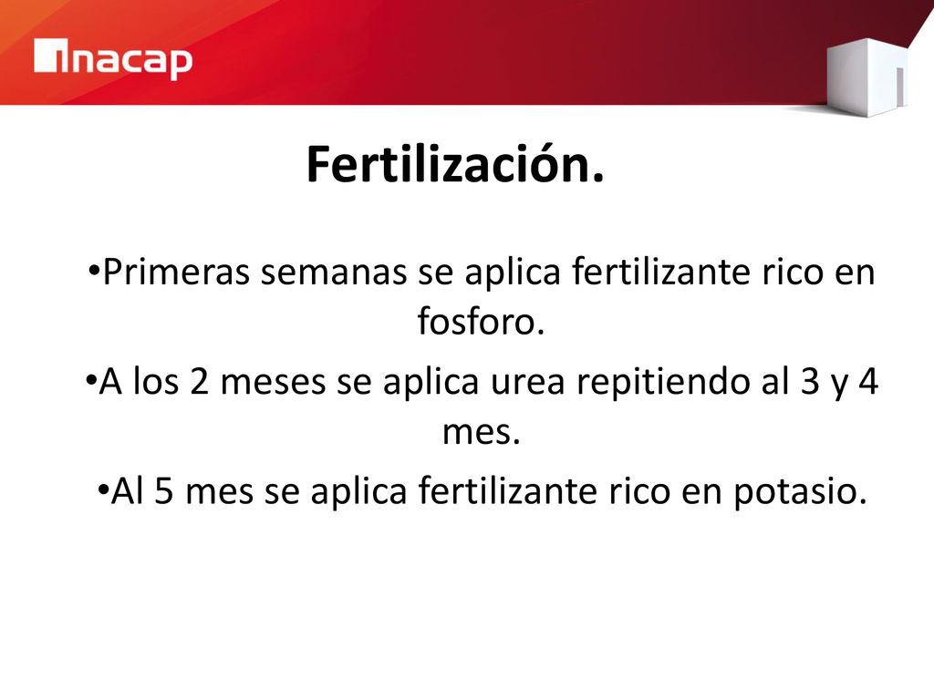 Fertilización. Primeras semanas se aplica fertilizante rico en fosforo. A los 2 meses se aplica urea repitiendo al 3 y 4 mes.