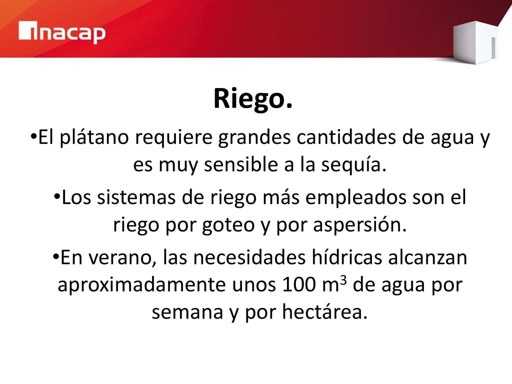 Riego. El plátano requiere grandes cantidades de agua y es muy sensible a la sequía.