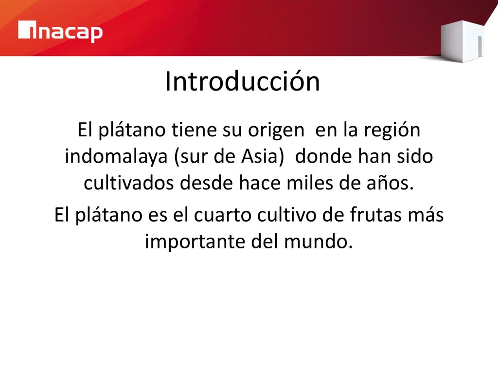 El plátano es el cuarto cultivo de frutas más importante del mundo.