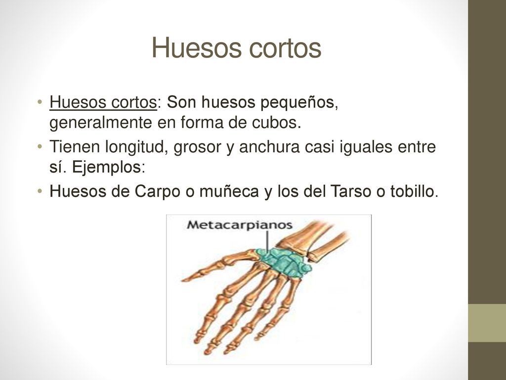 Huesos cortos Huesos cortos: Son huesos pequeños, generalmente en forma de cubos. Tienen longitud, grosor y anchura casi iguales entre sí. Ejemplos: