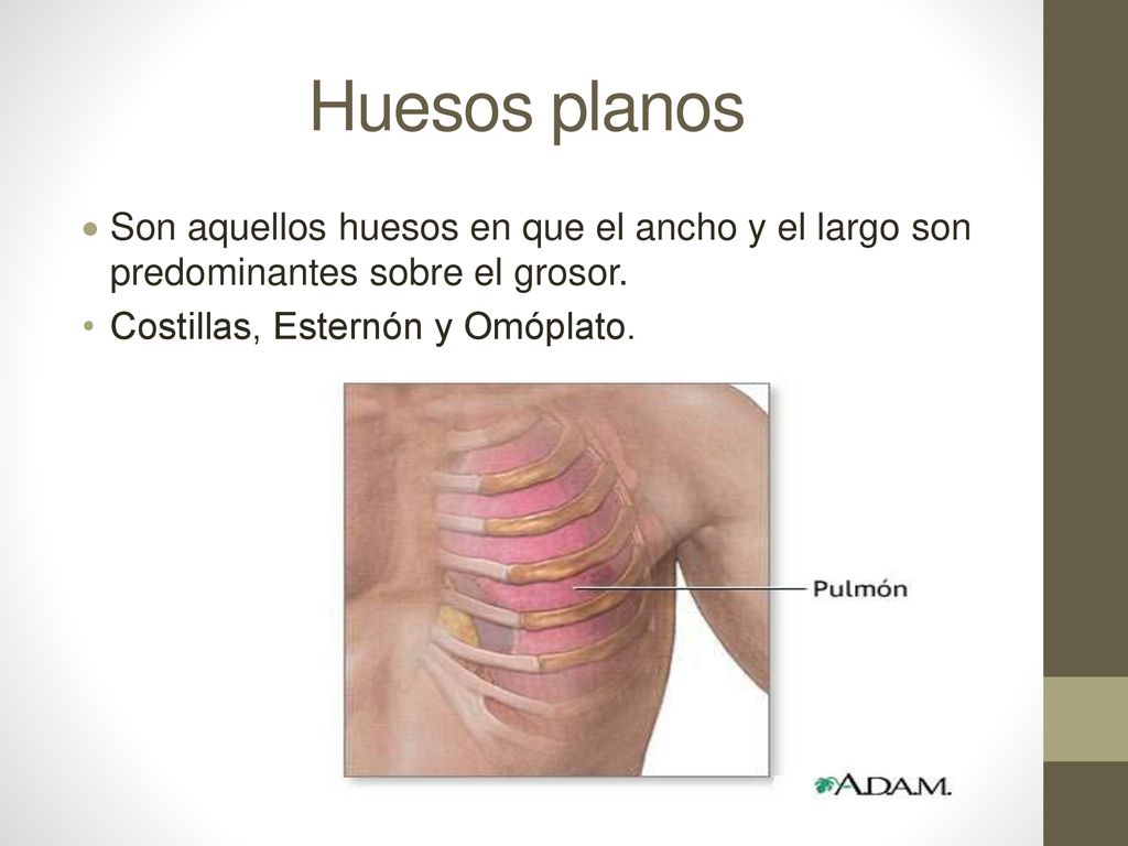 Huesos planos Son aquellos huesos en que el ancho y el largo son predominantes sobre el grosor.