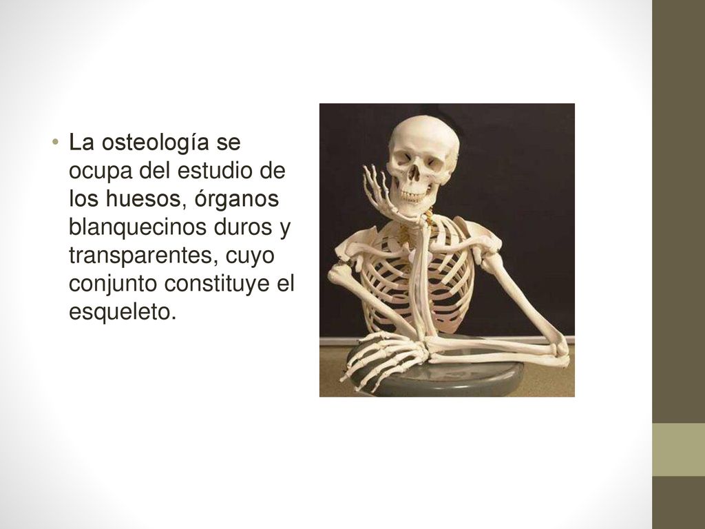 La osteología se ocupa del estudio de los huesos, órganos blanquecinos duros y transparentes, cuyo conjunto constituye el esqueleto.