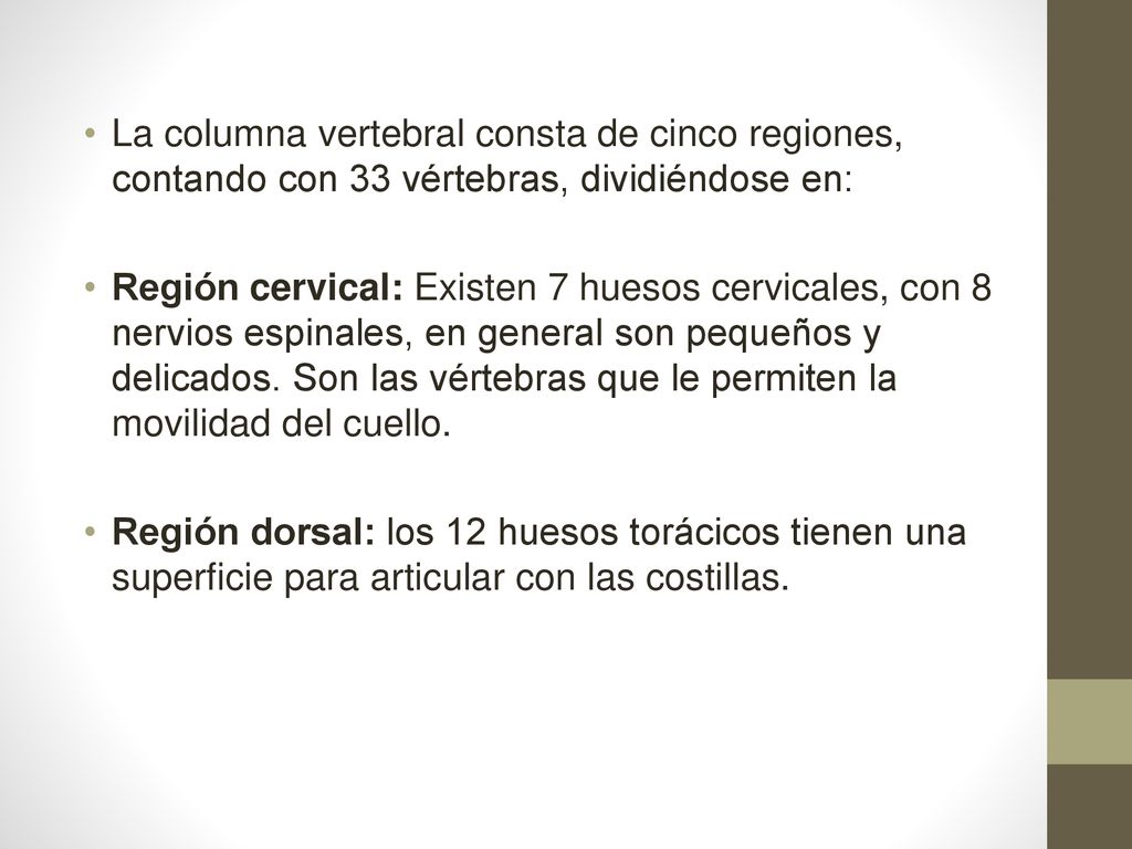 La columna vertebral consta de cinco regiones, contando con 33 vértebras, dividiéndose en: