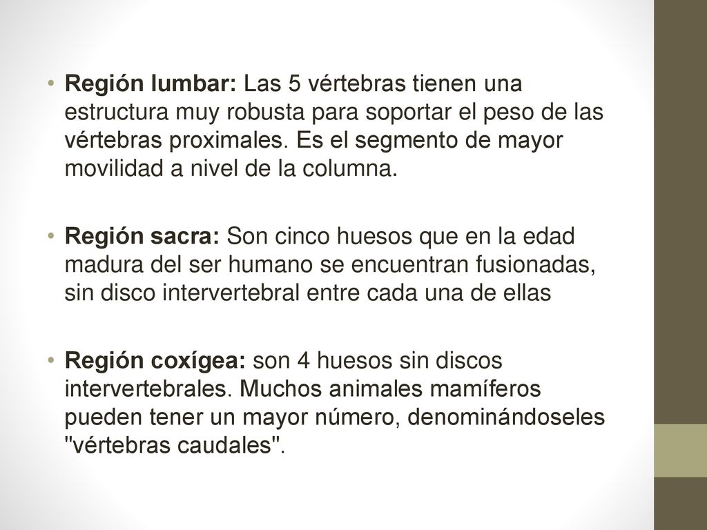 Región lumbar: Las 5 vértebras tienen una estructura muy robusta para soportar el peso de las vértebras proximales. Es el segmento de mayor movilidad a nivel de la columna.