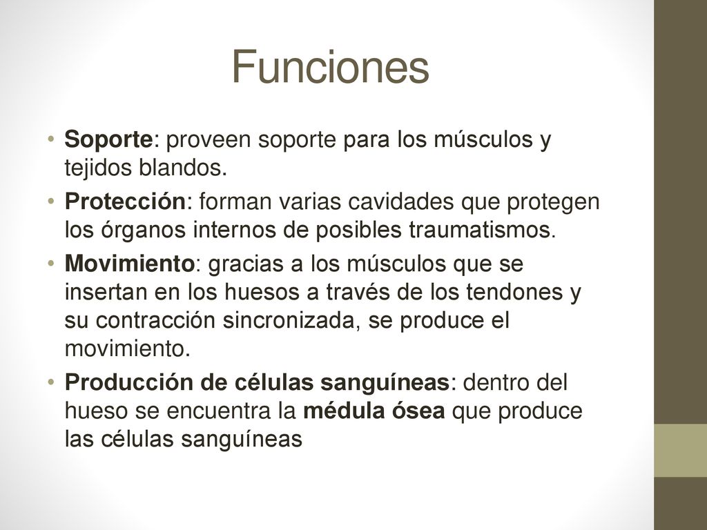 Funciones Soporte: proveen soporte para los músculos y tejidos blandos.