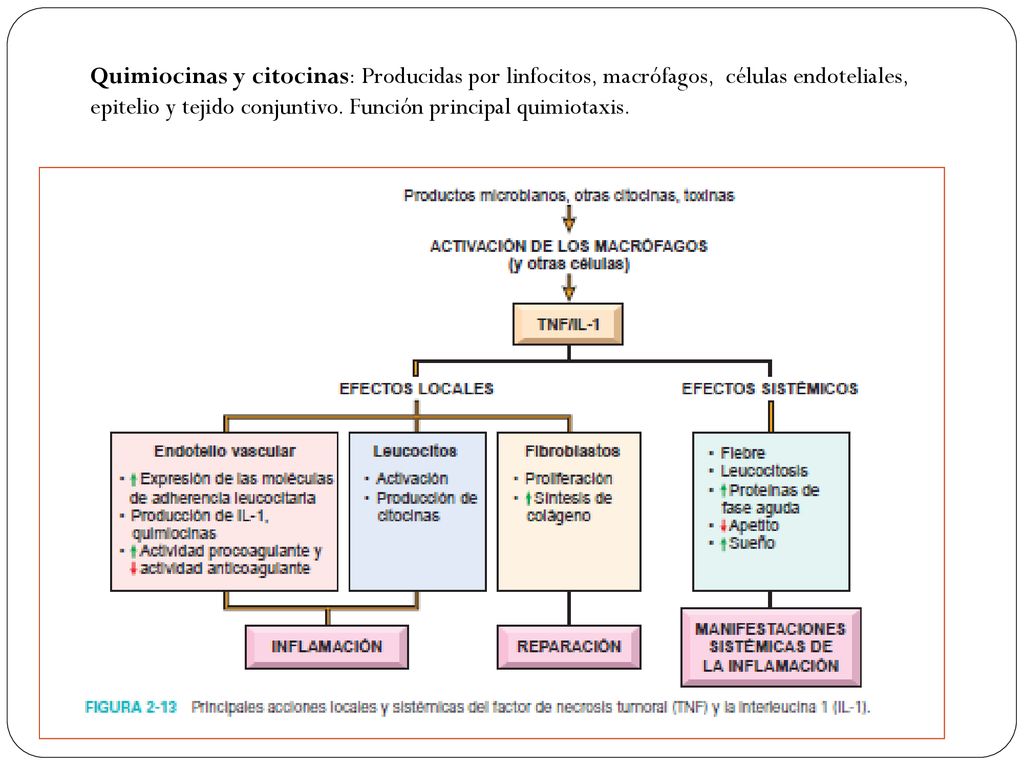 Quimiocinas y citocinas: Producidas por linfocitos, macrófagos, células endoteliales, epitelio y tejido conjuntivo.